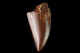 Serrated, Raptor Tooth - Real Dinosaur Tooth #137210-1
